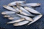 افزایش هشت درصدی تولید ماهی در خراسان شمالی