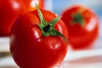 مبارزه بیولوژیک درهزارهکتاراز مزارع گوجه‌فرنگی خراسان شمالی