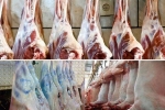 استحصال 2300 تن گوشت قرمز در کشتارگاه های خراسان شمالی