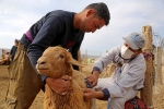 گزارش تصویری از واکسیناسیون دام عشایر در خراسان شمالی