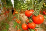 تولید سالانه ۲۳ هزار تُن محصول گلخانه‌ای در خراسان شمالی