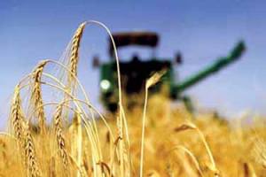 کاهش برداشت گندم در خراسان‌شمالی