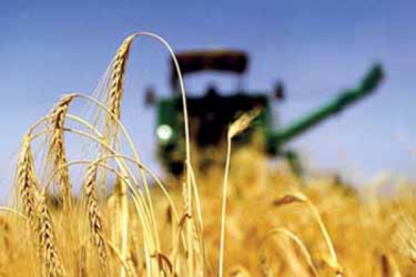 پیش بینی افزایش تولید گندم درکشتزارهای خراسان شمالی