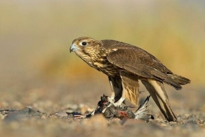 دستگیری 8 صیاد پرندگان شکاری در خراسان شمالی