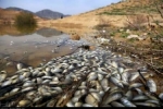 علت مرگ ماهیان بند عبدل‌آباد بجنورد پیگیری می شود