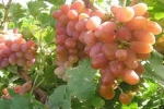 برنامه ریزی برای حمایت از تولیدات استان از صادرات انگور