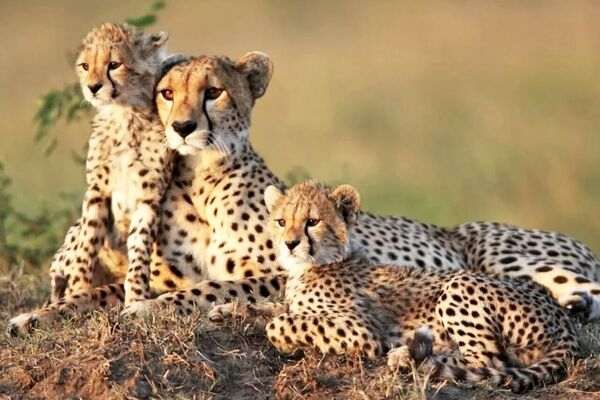 میاندشت جاجرم زیستگاهی بی‌نظیر برای یوزپلنگ است