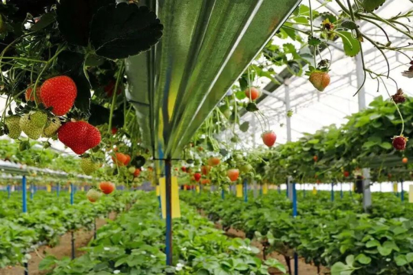 گام بلند دولت در کشاورزی خراسان شمالی