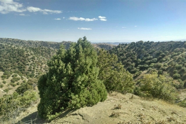 پاکسازی 60 هکتار از اراضی آلوده به انگل در خراسان شمالی