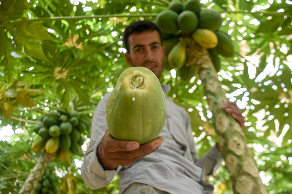 پرورش «پاپایا» در خراسان شمالی