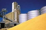 خرید ۱۳۱ هزار تن گندم کشاورزان خراسان شمالی