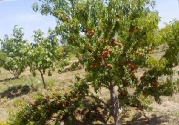 قول مساعد برای اختصاص اعتبار جهت مدیریت اراضی پارک ملی گلستان