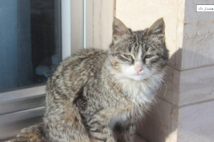 3 مورد کانون&zwnj;های هاری گربه شناسایی شد