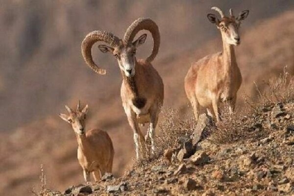 جمعیت حیات وحش خراسان شمالی در سرشماری اخیر