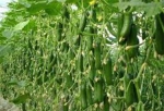 تولید بیش از 30 هزار تُن محصولات گلخانه ای در خراسان شمالی