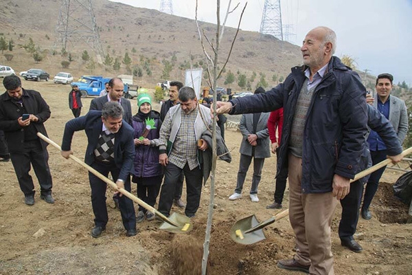 ۲۴۹ هزار نهال زراعت چوب در خراسان&zwnj;شمالی توزیع شد