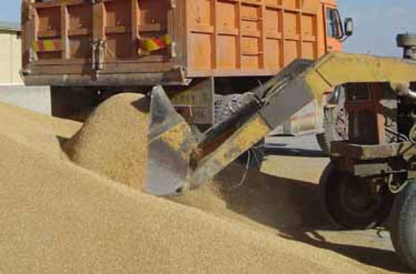 بازگشایی مراکز خرید گندم در سه شهر خراسان‌ شمالی