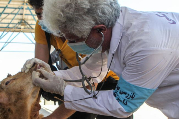 خدمات دامپزشکی در مراکز عرضه دام رایگان است