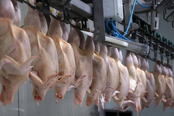 ۲۰۲ تن کره و ۹۵ تن مرغ خراسان شمالی صادر شد