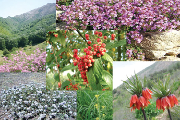 ۸۵۰ هکتار زمین شیبدار زیر کشت گیاهان دارویی