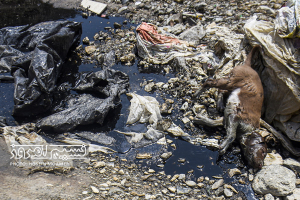 دفن زباله در دل کوه باباموسی بجنورد