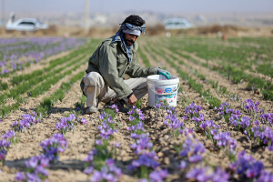 برداشت زعفران از مزارع خراسان شمالی